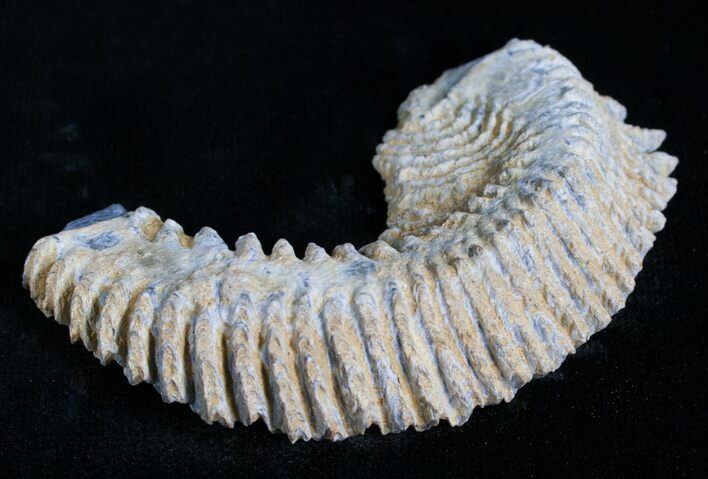 Cretaceous Fossil Oyster (Rastellum) - Madagascar #4922